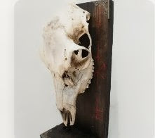 Odin bindrune deer skull alter